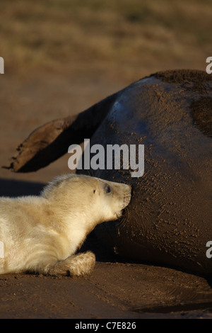 Le foche grigie a Donna nook Foto Stock