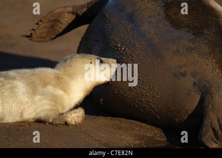 Le foche grigie a Donna nook Foto Stock