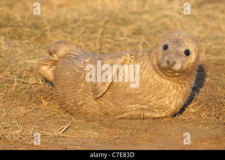 Le foche grigie a Donna nook Foto Stock