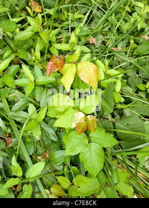 Poison Ivy diventando rosso in autunno Foto Stock