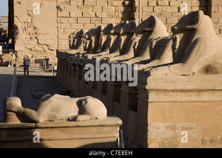 Viale di Sfingi dalla testa d'ariete nel Tempio di Karnak e Luxor Foto Stock