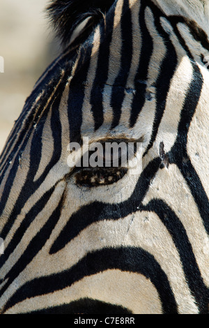 Zebra (Equus quagga) primo piano con graffi di artigli di leone in faccia, Etosha National Park, Namibia Foto Stock