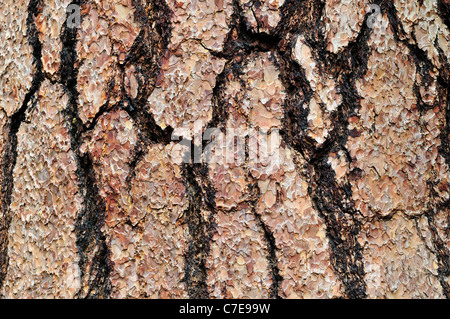 Texture dettagliate su una corteccia di albero. Foto Stock