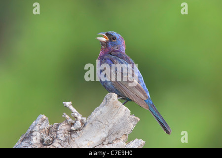 Variato Bunting Passerina versicolor Santa Rita montagne, Santa Cruz County, Arizona, Stati Uniti Foto Stock