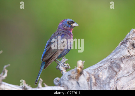 Variato Bunting Passerina versicolor Santa Rita montagne, Santa Cruz County, Arizona, Stati Uniti Foto Stock