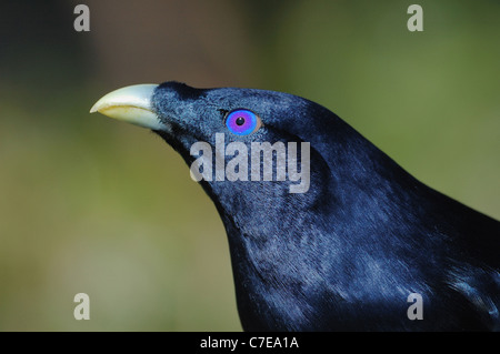 Maschio Bowerbird satinato (Ptilonorhynchus tendente al violaceo) nel Parco Nazionale di Lamington Foto Stock