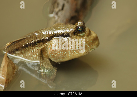 Mudskipper di riposo in Bangkok palude di mangrovie Foto Stock