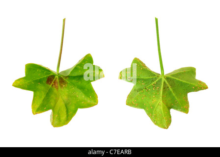 Foglia malato di Pelargonium peltatum - acqua-bagnato fradicio lesioni - intaglio Foto Stock