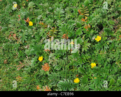 Silverweed, potentilla anserina Foto Stock