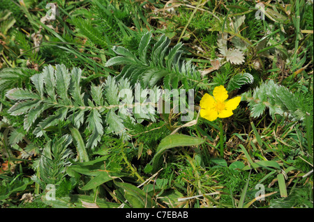 Silverweed, potentilla anserina Foto Stock