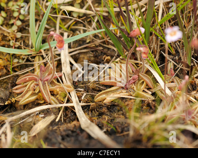 Butterwort pallido, pinguicula lusitanica Foto Stock