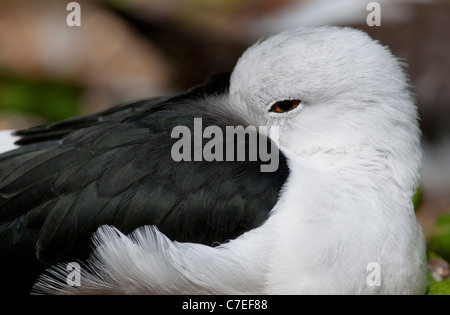 europea dello stilt Foto Stock