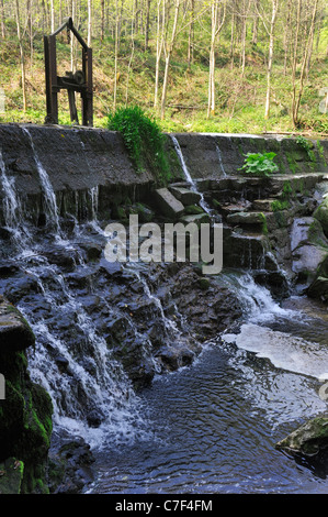 Weir sul flusso creazione di piccola cascata e offrendo ideale luogo di nidificazione per unione bianco-throated bilanciere (Cinclus cinclus) Foto Stock