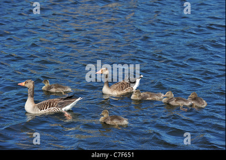 Graylag oche (Anser anser) coppia di nuoto con goslings in primavera, Paesi Bassi Foto Stock