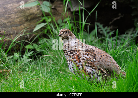 Francolino di monte / Hazel Hen (Tetrastes bonasia / Bonasa bonasia) femmina nella foresta, Germania Foto Stock