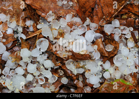 Chicchi di grandine su foglie sul suolo della foresta dopo la tempesta di grandine Foto Stock