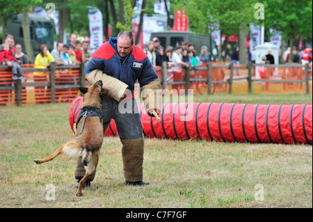 Un attacco militare cane pastore belga cane / Malinois, mordere l uomo in abbigliamento protettivo durante la sessione di formazione dell'esercito Foto Stock