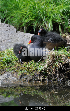 Moorhen comune / comune Pollo Sultano (Gallinula chloropus) con pulcini in appoggio sulla banca di stagno Foto Stock