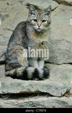 I capretti il gatto selvatico (Felis silvestris) seduto sulla roccia, Foresta Bavarese, Germania Foto Stock