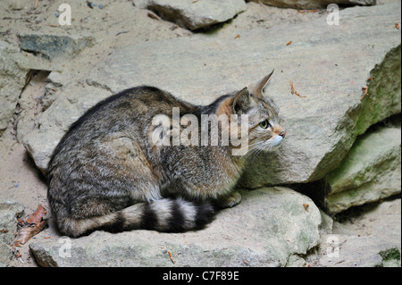 Giovani gatto selvatico (Felis silvestris) seduto sulla roccia, Foresta Bavarese, Germania Foto Stock