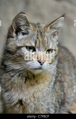 Giovani gatto selvatico (Felis silvestris) close up, Foresta Bavarese, Germania Foto Stock