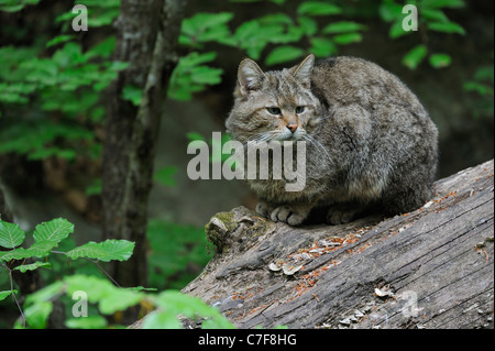 Il gatto selvatico (Felis silvestris) seduto sul caduto albero tronco nel bosco Foto Stock