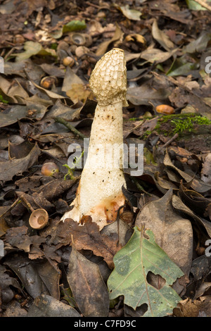 Phallus impudicus funghi noto anche come della strega o uovo Stickhorn comune sul piano del bosco Foto Stock