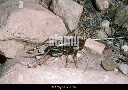 Il Mormon Cricket / Katydid (Anabrus simplex: Tettigoniidae) femmina, Utah, Stati Uniti d'America Foto Stock