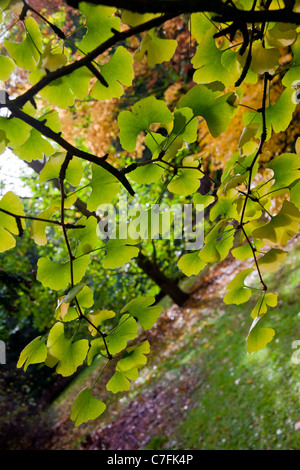 Il Ginkgo biloba foglie di albero a Westonbirt Arboretum in Gloucestershire, England, Regno Unito Foto Stock