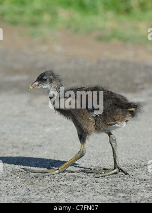 Un giovane moorhen passeggiate Foto Stock