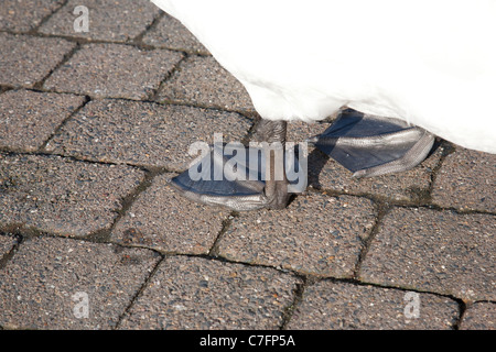 Cigni palmati piedi Foto Stock