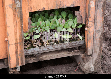 Impianti modulo   Farm contenitore su terreni agricoli, Southport, Merseyside, Regno Unito Foto Stock