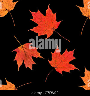 Collezione astratta rosso giallo arancione Grunge Autumn Fall zucchero foglie di acero Acer saccharum disegno quadrato isolato su un nero Foto Stock