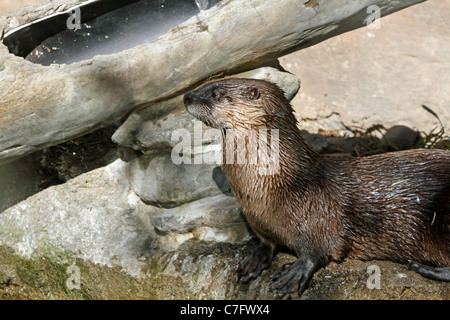 Nord America Lontra di fiume, Lutra canadensis. Lo zoo di Turtleback, West Orange, New Jersey, STATI UNITI D'AMERICA Foto Stock