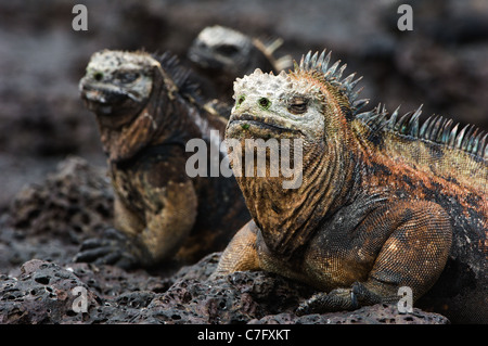 Il marine iguana pone sul nero lava irrigidite. Foto Stock