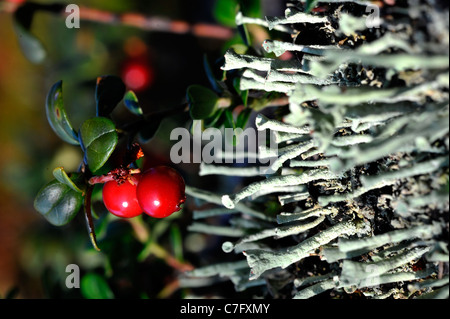 Cowberry bacche. Brillantemente bacche rosse di un cowberry crescere in un muschio. Foto Stock