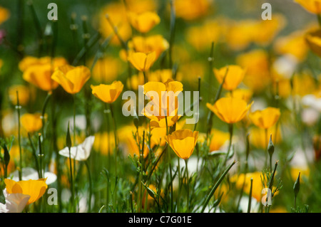 Blooming Mexican Gold papavero, Eschacholtzia Mexicana, aprile, Arizona Foto Stock