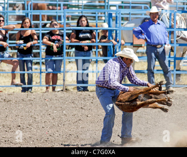 Concorrente durante il vitello tie-down evento del rodeo tenutasi il Fort Hall Reservation in Idaho Foto Stock