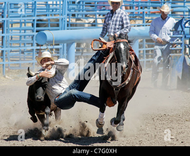 Concorrente durante il vitello tie-down evento del rodeo tenutasi il Fort Hall Reservation in Idaho. Foto Stock