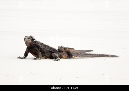 Due iguane marine (Amblyrhynchus cristatus) crogiolarsi al sole insieme per conservare il calore del corpo Foto Stock