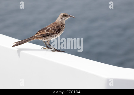 Espanola Mockingbird (Mimus macdonaldi) arroccato su yacht nell'Oceano Pacifico Foto Stock
