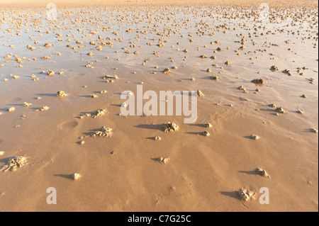 Cast Lugworm Arenicola marina sulla spiaggia europea aletta di sabbia a vite senza fine Foto Stock