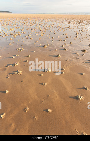 Cast Lugworm Arenicola marina sulla spiaggia europea aletta di sabbia a vite senza fine Foto Stock