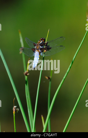 Ampia corposo Chaser Dragonfly (Libellula depressa) maschio a riposo sul gambo reed, Oxfordshire, Regno Unito. Foto Stock
