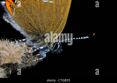 Hairstreak nero (farfalla Satyrium pruni) close-up di testa e antenne di adulto, REGNO UNITO Foto Stock