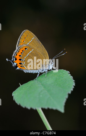 Hairstreak nero (farfalla Satyrium pruni) adulto a riposo sul prugnolo foglia, REGNO UNITO Foto Stock