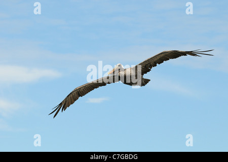 Pellicano marrone (Pelecanus occidentalis) adulto in volo, Isole Galapagos, Ecuador Foto Stock