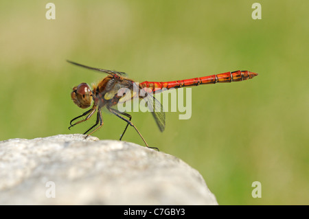 Common Darter Dragonfly (Sympetrum striolatum) maschio a riposo su roccia, Oxfordshire, Regno Unito