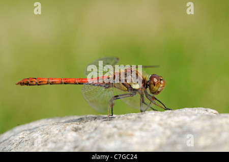 Common Darter Dragonfly (Sympetrum striolatum) maschio a riposo su roccia, Oxfordshire, Regno Unito Foto Stock