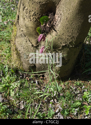 Testa di serpenti Fritillary Fritillaria meleagris Foto Stock